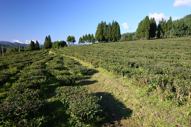 High-altitude plantation in Yunnan where green teas are produced.