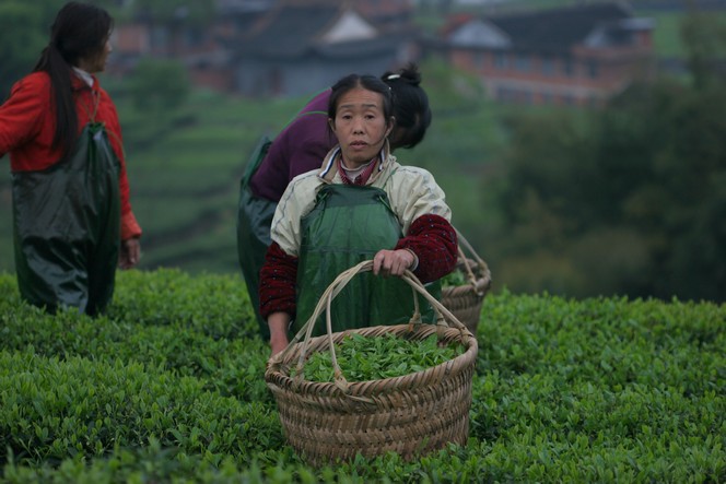 Tea harvesting in China.