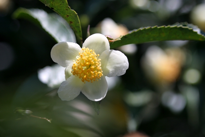 La fleur du théier ressemble à un camellia