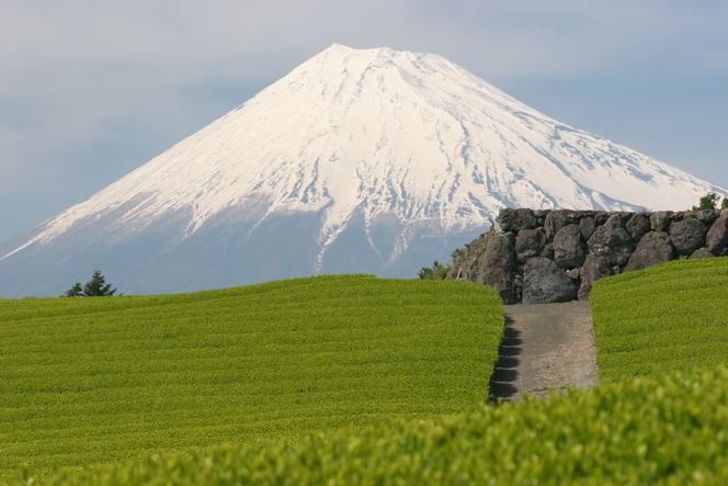 Les plantations de thé bordent le Mont Fuji