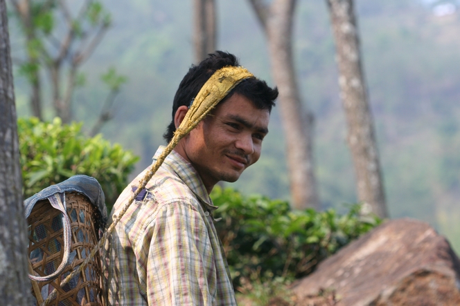 Cueillette du thé pour les hommes au Népal