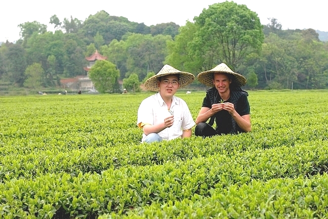 Ye Yingkai, producteur de thés du Fujian