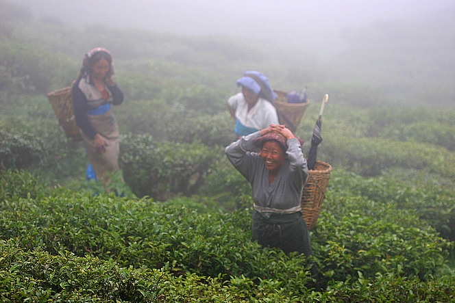 Cueilleuses de thé dans la brume de Badamtam