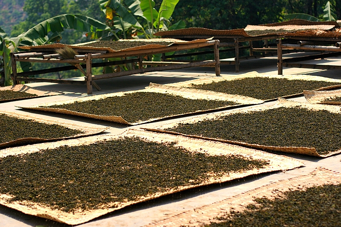 Le Xishuangbanna : jardin céleste du Pu Erh