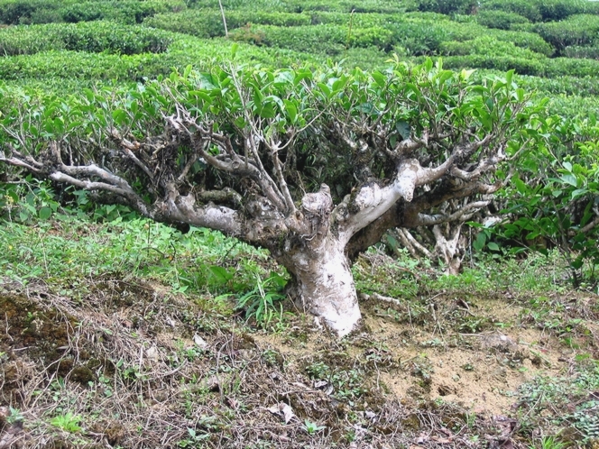 Une plantation de thé ressemble à une forêt de bonsaïs