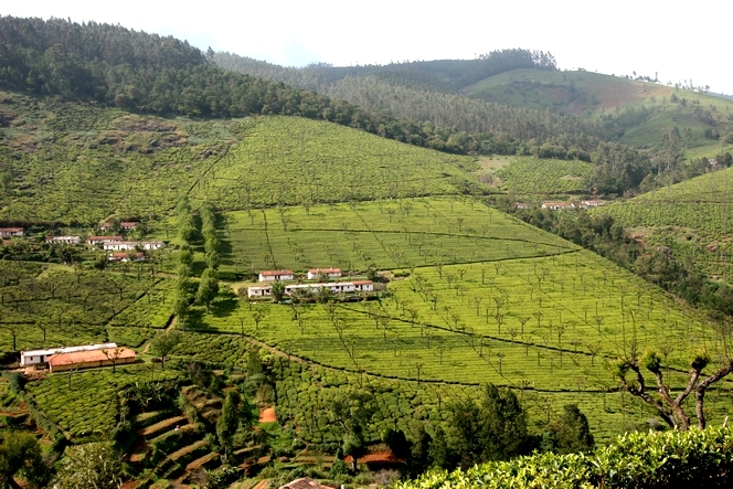 Les plantations de thé forment de petits villages