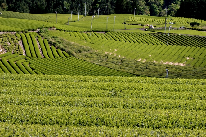 Au Japon, des rangées de théiers parfaitement alignés