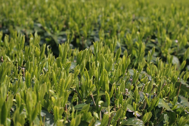 Le Yabukita : le cultivar le plus répandu du Japon