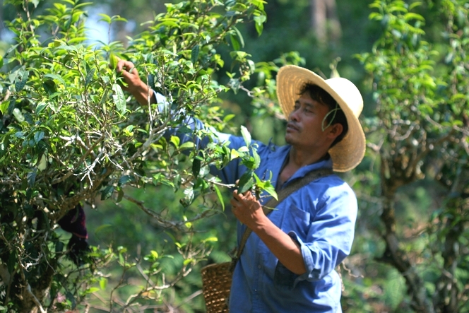 Dans le Yunnan, des théiers semi-sauvages