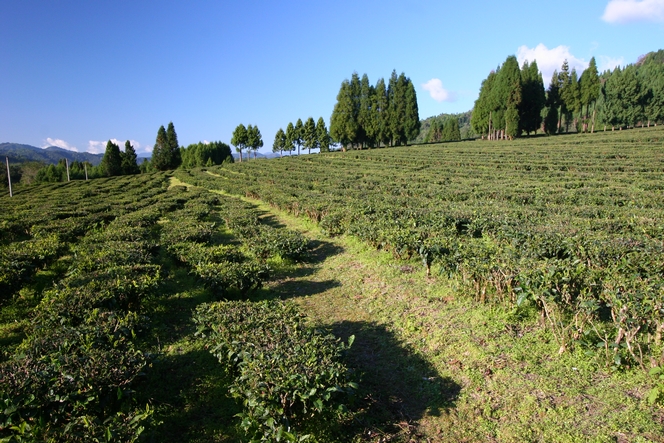 Le Yunnan produit également des thés verts