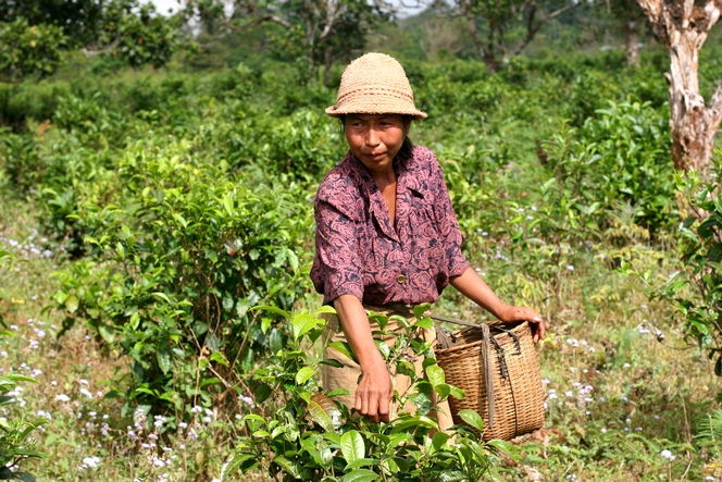 « Bourgeons du Laos » : un grand thé équitable