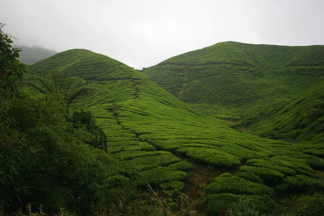 Sungai Palas : la principale plantation de thé malaise