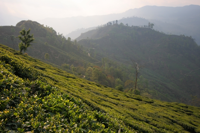 A Darjeeling, mon programme est perturbé