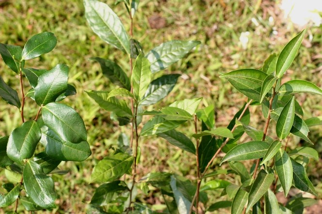 B157, P312 et AV2 : trois cultivars de Darjeeling