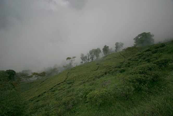 Plantation de thé dans la brume à Darjeeling