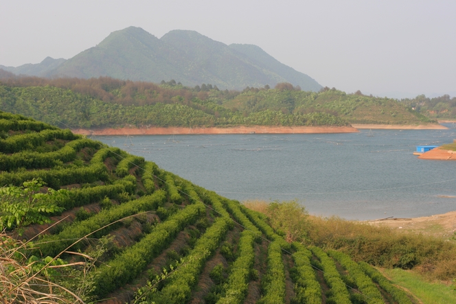 Sur cette montagne : les meilleurs thés verts de l’Anhui