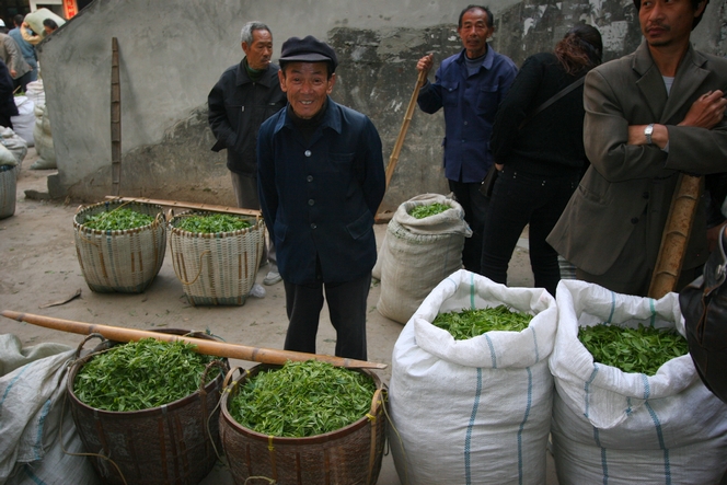 En Chine, la récolte des thés primeurs bat son plein