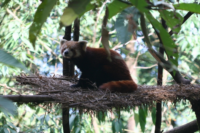 Le panda roux, un animal nocturne de l’Himalaya