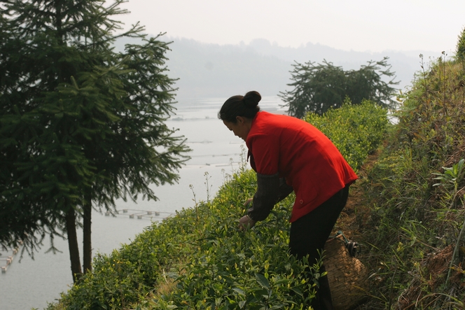 Taiping Hou Kui : un des thés les plus chers de Chine