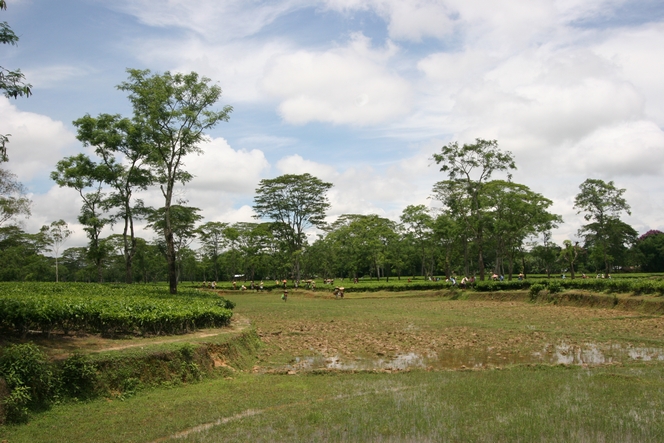 En Assam, les champs de thé jouxtent les rizières