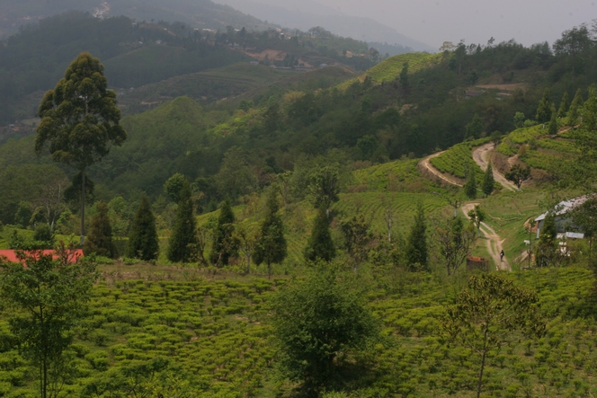 Vue splendide depuis la plantation de Kuwapani