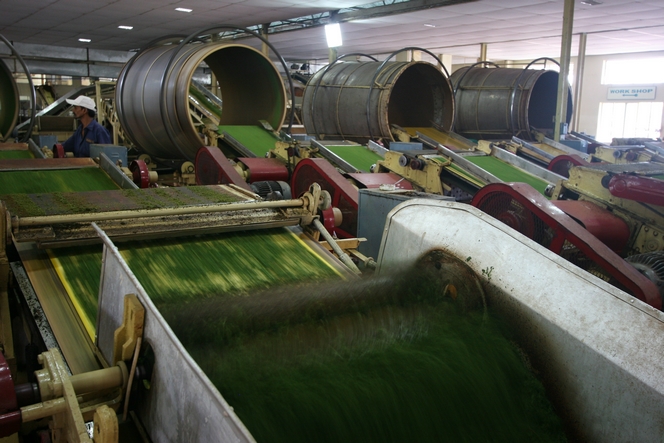 Machines utilisées pour fabriquer le thé en sachet