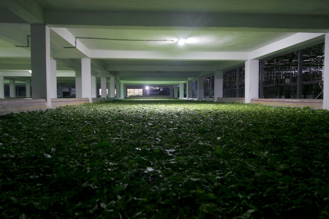 Des feuilles de thé disposées à perte de vue