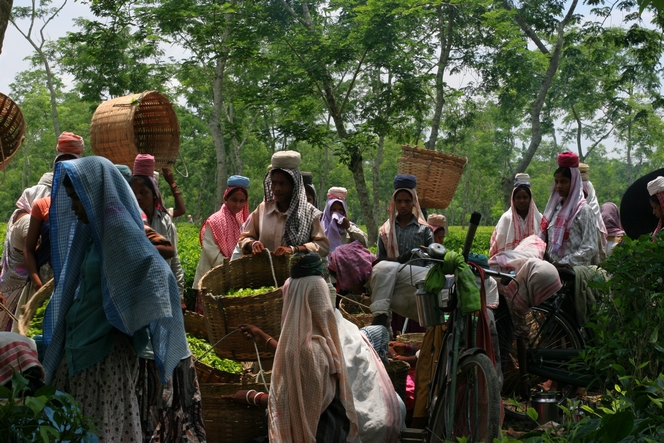 Des cueilleuses aux allures de reines