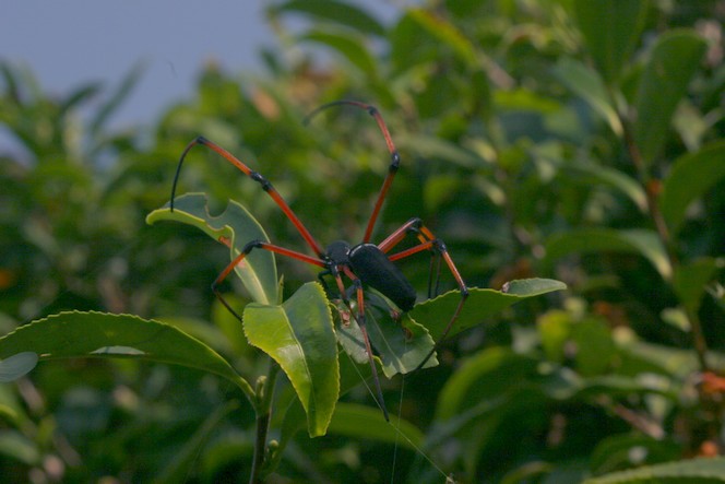 Les plantations bio font le bonheur des araignées