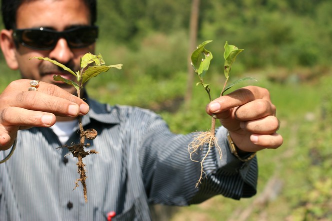 Il existe deux façons de planter un théier