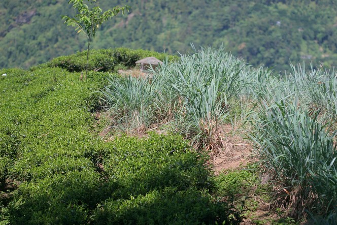 De la citronnelle dans les plantations bio