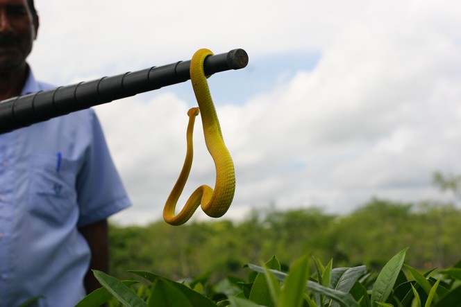 Les serpents aussi abondent parmi les théiers