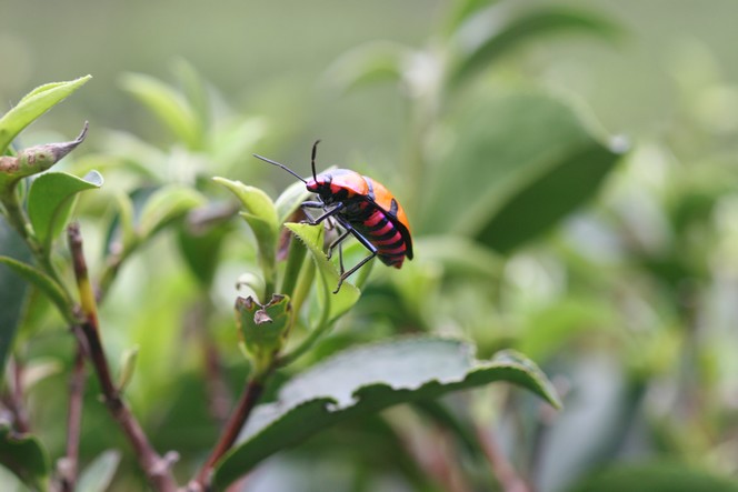 La récolte de printemps va bientôt commencer