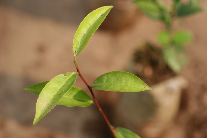 Mon théier préféré : le « Ambari Vegetative 2 »