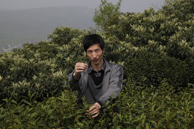 Le Bi Luo Chun : un des thés les plus rares de Chine