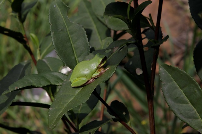Les feuilles du théier attirent aussi les grenouilles