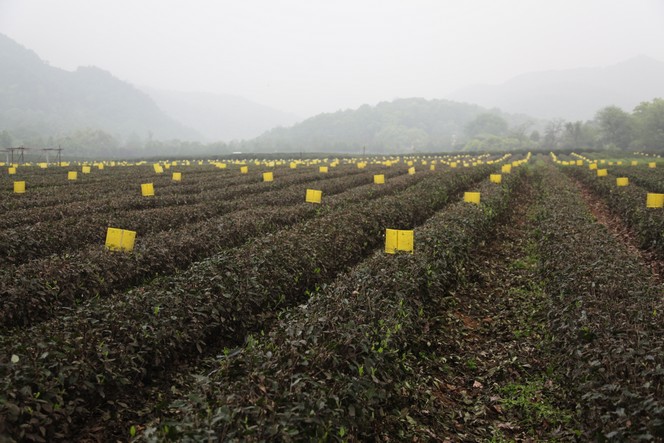 Des panneaux pour attraper les insectes nuisibles