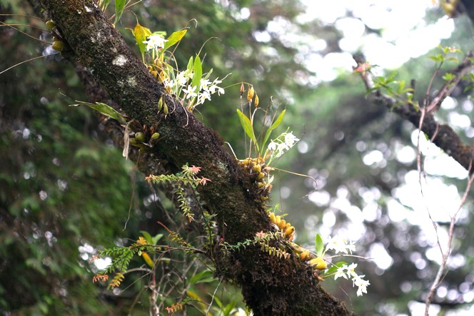 Autour des champs de thé, des orchidées sauvages