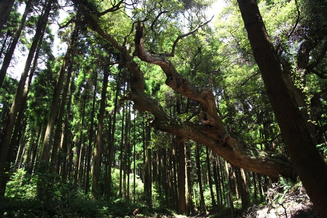 Visite des premiers jardins de thé japonais