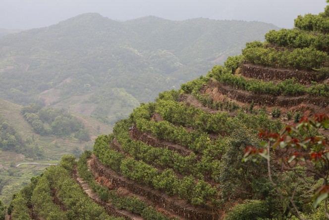 Comme un petit air de vignoble…