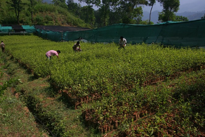 Derniers thés d’automne à Darjeeling