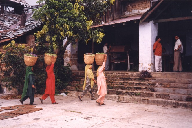 Visite dans l’Himachal Pradesh (Inde)