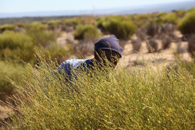 La récolte du rooibos en Afrique du Sud