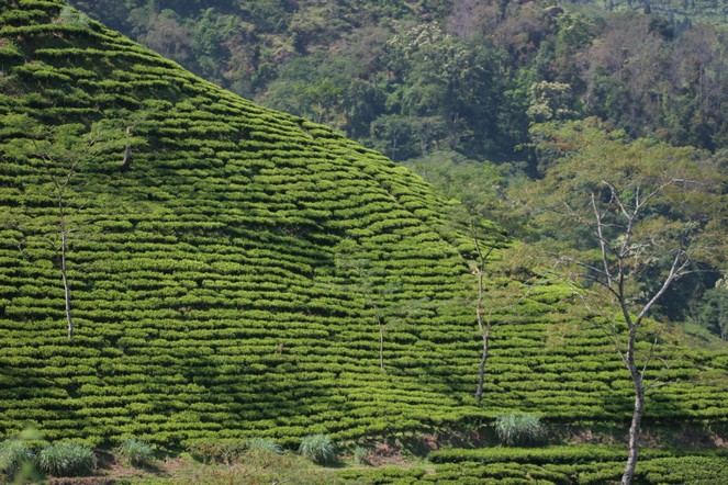 A Darjeeling, la récolte de printemps approche