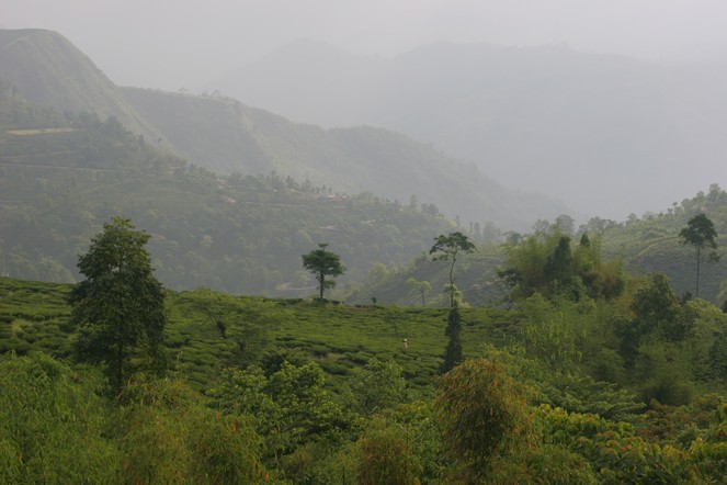 Des nouvelles de Darjeeling