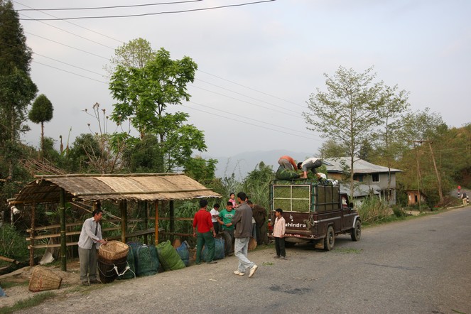 La récolte du thé dans le sud du Sri Lanka