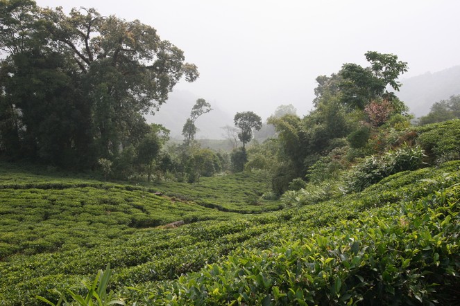 Les premiers Darjeeling de printemps arrivent