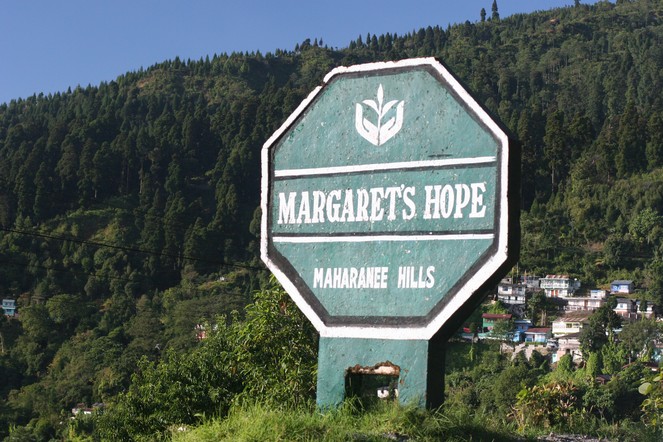 Un magnifique thé en provenance de Margaret’s Hope