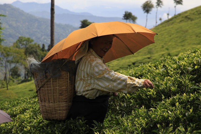 Début de la cueillette pour les « second flush » de Darjeeling