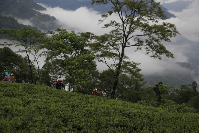 La pluie tombe à Darjeeling